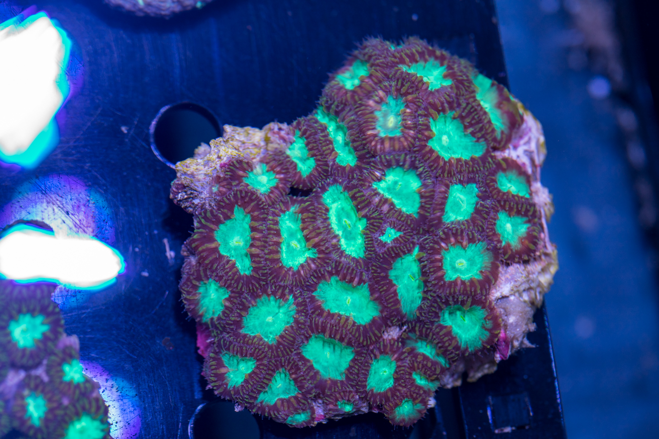 Blastomussa 1 Blastomussa