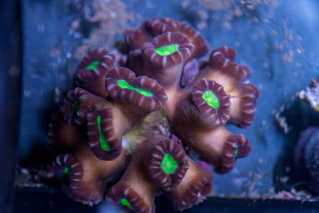 Candy Cane 1 Candy Cane