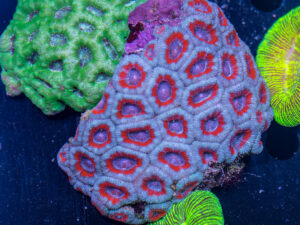 Acan - Lord Howe