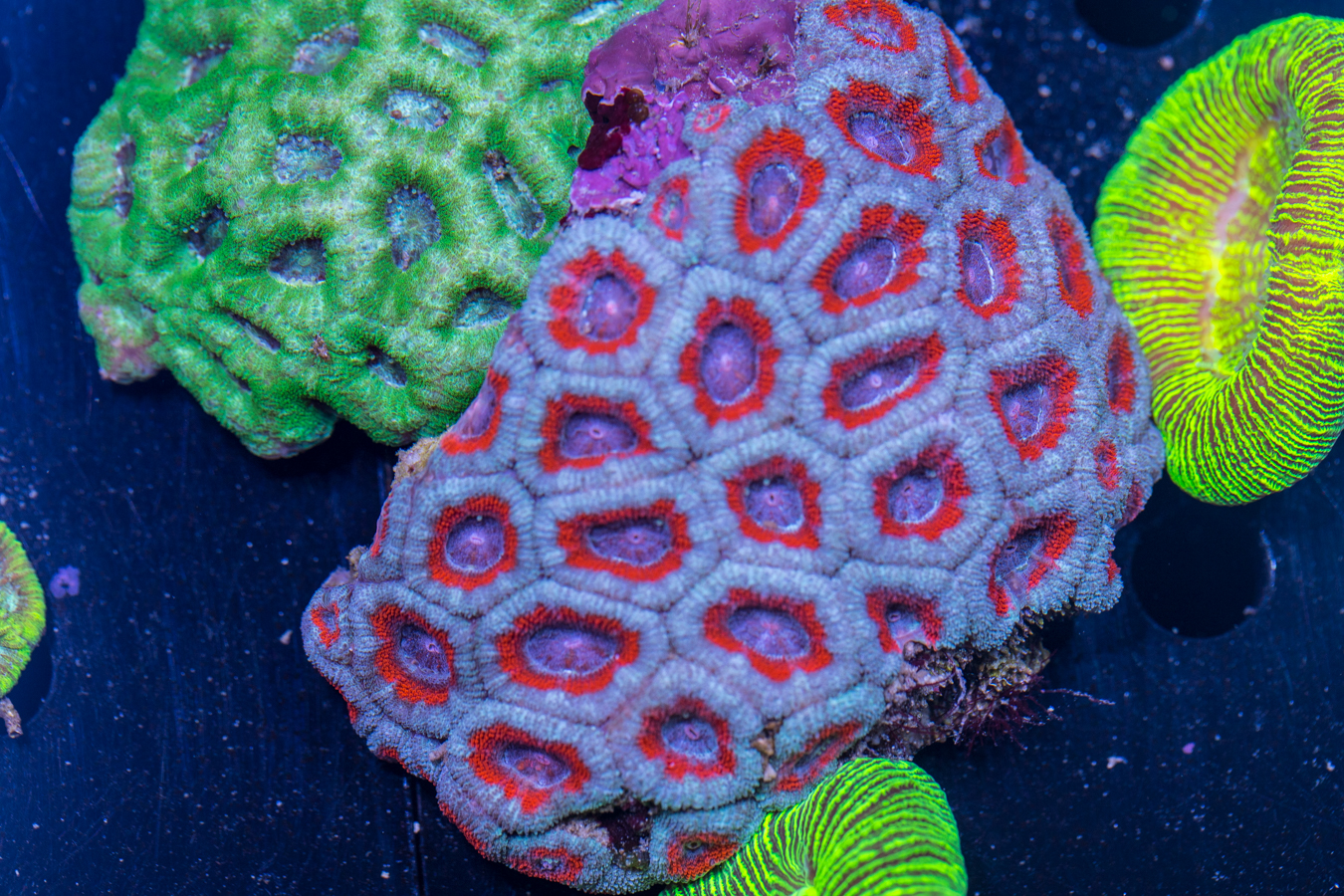 Acan - Lord Howe 1 Acan - Lord Howe