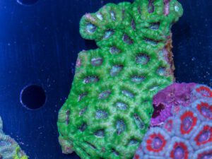 Acan - Lord Howe