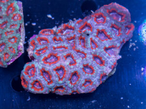 Acan - Lord Howe
