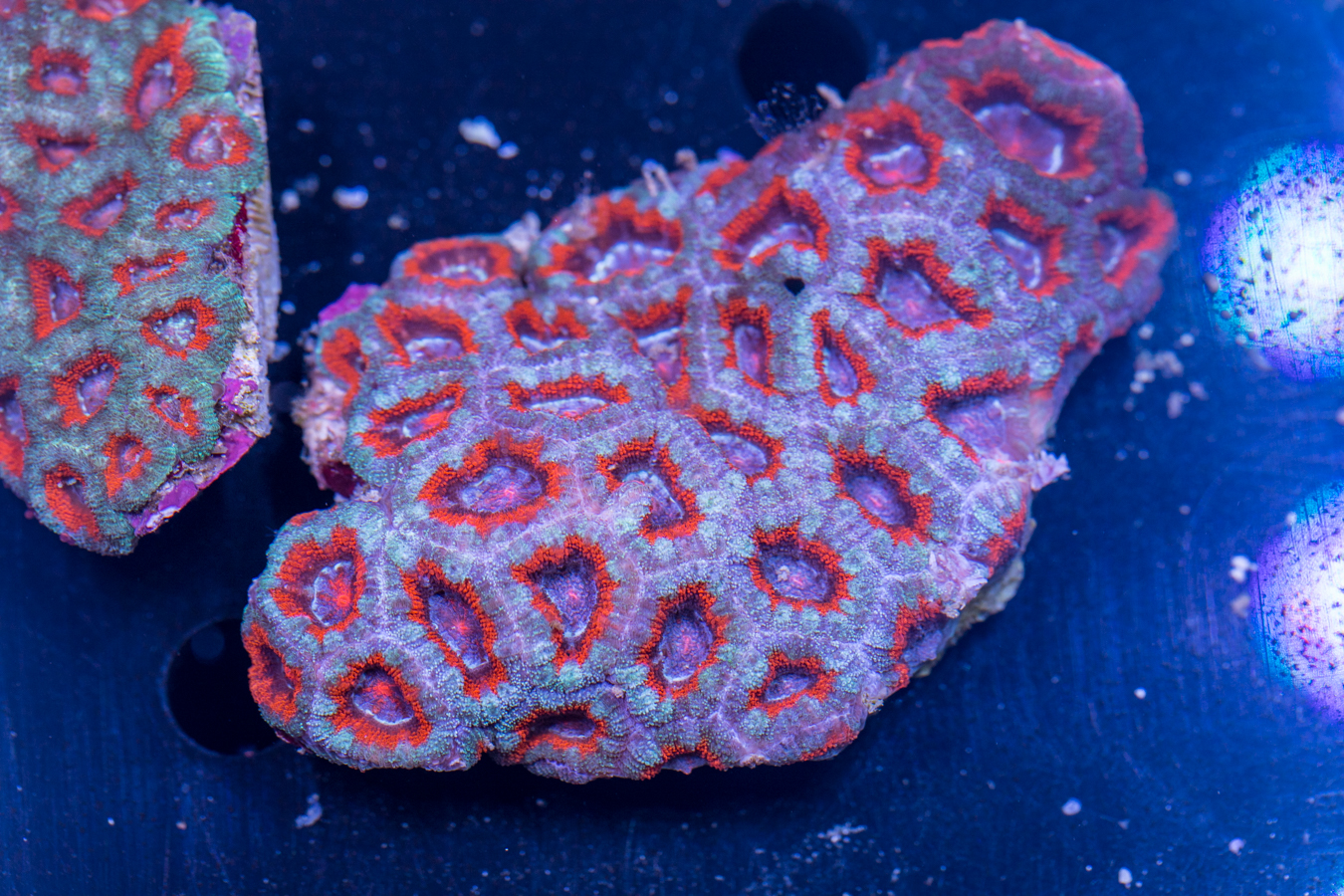 Acan - Lord Howe 1 Acan - Lord Howe