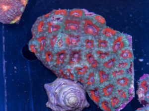 Acan - Lord Howe