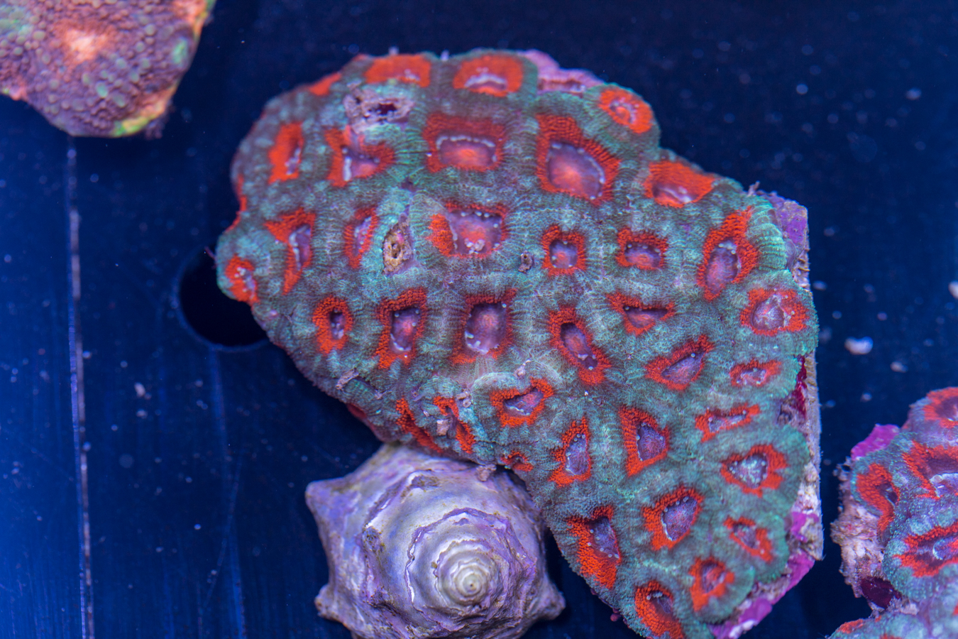 Acan - Lord Howe 1 Acan - Lord Howe