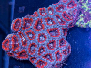 Acan - Lord Howe