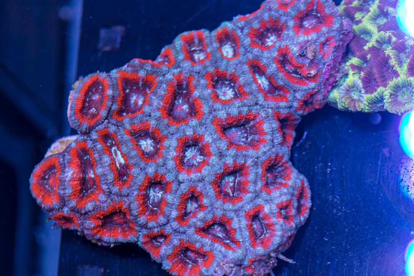 Acan - Lord Howe 1 Acan - Lord Howe