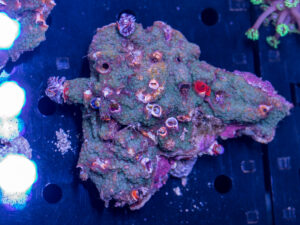 Christmas Tree Rock