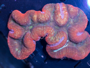 Lobophyllia