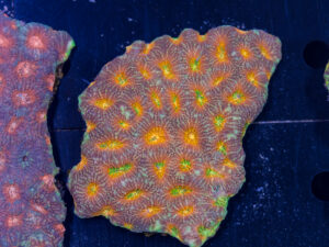 Acan - Echinata
