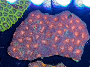 Acan - Echinata