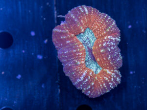 Lobophyllia