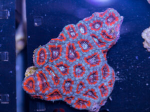 Acan - Lord Howe