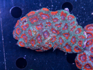 Acan - Lord Howe