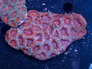 Acan - Lord Howe