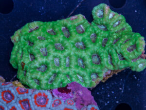 Acan - Lord Howe