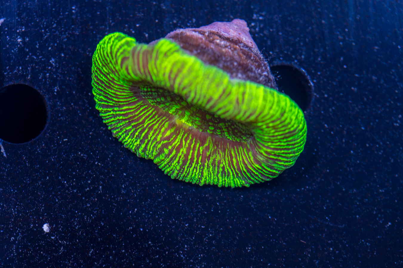 Trachyphyllia 1 Trachyphyllia