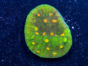 Chalice - Space Invader