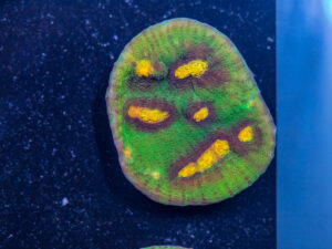 Chalice - Raja Rampage