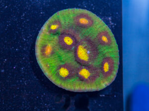 Chalice - Raja Rampage