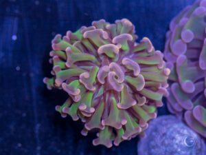 Hammer - Branching - Hot Mess