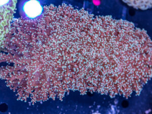 Frogspawn