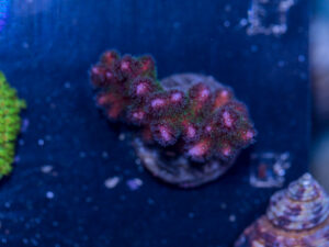 Pocillopora