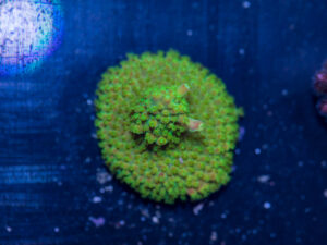 Acropora - Rainbow Loom