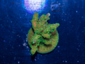 Acropora - Rainbow Loom