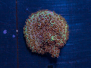 Acropora - Fruity Pebble