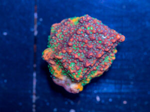 Montipora - Grafted Kaleidoscope