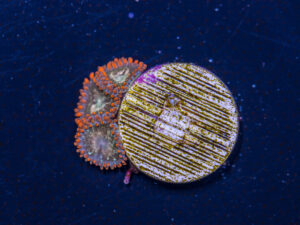 Zoanthids