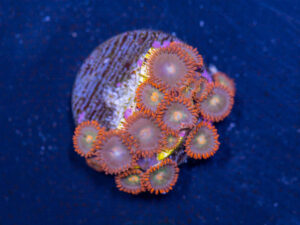 Zoanthids