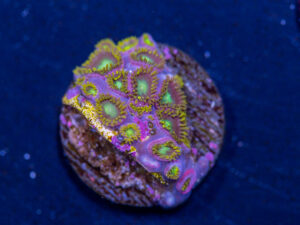 Zoanthids - Green Dragon