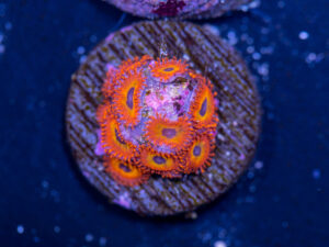 Zoanthids - Diabolique