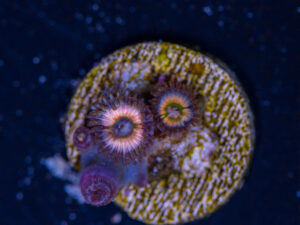 Zoanthids - Peach Infusion