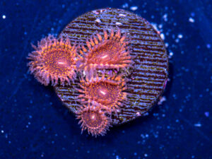 Zoanthids - Darth Maul