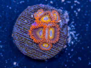 Zoanthids - BBEB
