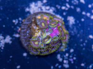 Zoanthids - Green Dragon