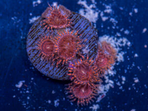 Zoanthids - Darth Maul