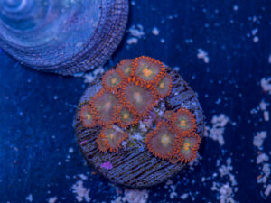 Zoanthids