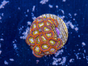 Zoanthids