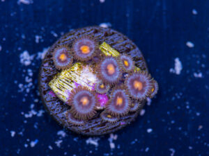 Zoanthids - Blow Pop