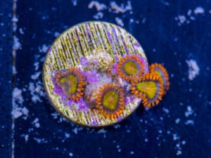 Zoanthids - Orange Mandarin