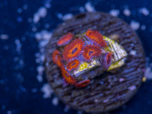 Zoanthids - Diabolique