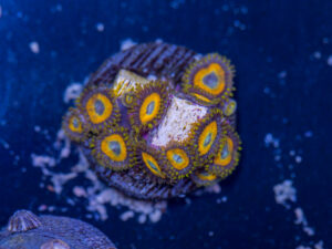 Zoanthids - LA Laker