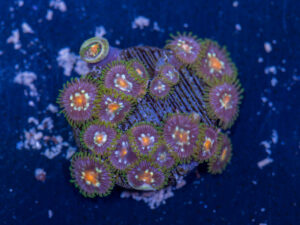 Zoanthids - Pinwheel