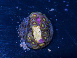 Zoanthids - Green Dragon