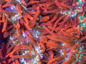 Bubble Tip Anemone - Forest Fire