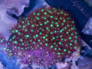 Star Polyp